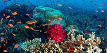 Océan : plan d’urgence pour la résilience des récifs coralliens du Patrimoine mondial de l’UNESCO
