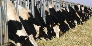 Grippe aviaire : l’OMS juge « faible » le risque global posé par le virus H5N1