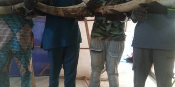 4 présumés trafiquants d’ivoire arrêtés déférés à la prison civile de Kara