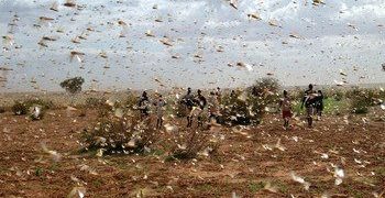 La FAO appelle à la vigilance face à la menace des criquets pèlerins en Afrique du Nord-Ouest